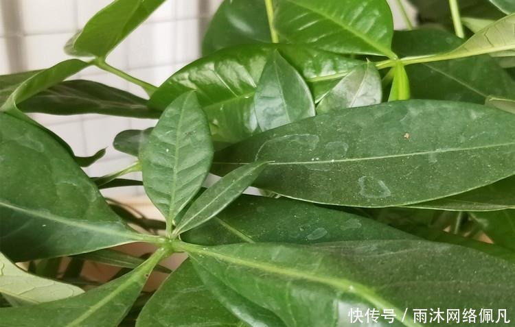 家养发财树,学会这“3件事”,轻松养得旺,叶片油绿