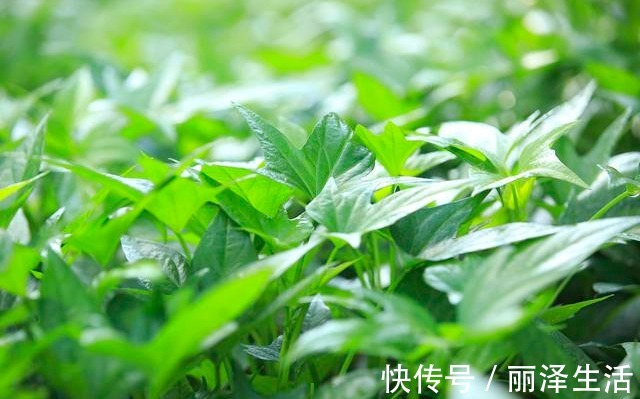 土生|这菜被称为“绿色精灵”,钙是番茄的12倍,9毛1斤,常吃洁齿防龋