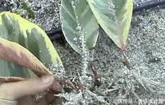 花卉|冰箱里的除臭木炭扔了太可惜,拿来种花,居然有这么多神奇的作用