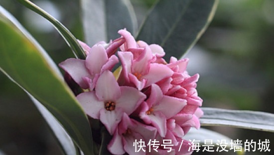 修剪|金边瑞香的养护管理事项以及它的繁殖方法！