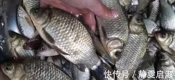 玉米面|只要5个蛋,能把整个鱼塘钓光光,莫不信,新手用了一天钓258斤