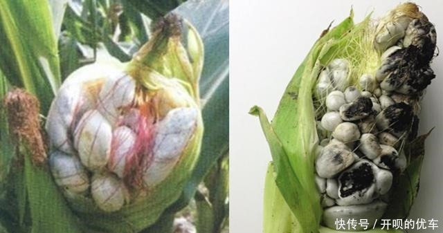 玉米上的这种真菌，被称作“天然黑松露”，价值高，农村懂得很少！