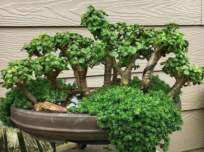 养不好马齿苋树，快用上“3种技巧”，越长越旺，不久成“盆景”