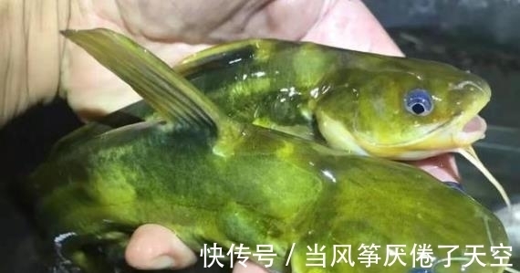 鱼率|黄鸭叫这钓法太火了,上鱼率高,比手竿钓更过瘾