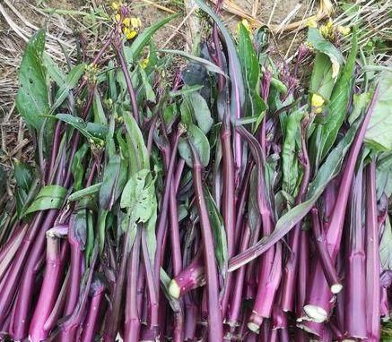 春天氣候干燥，適合吃的食物，淡化色斑，延緩衰老，加速身體代謝