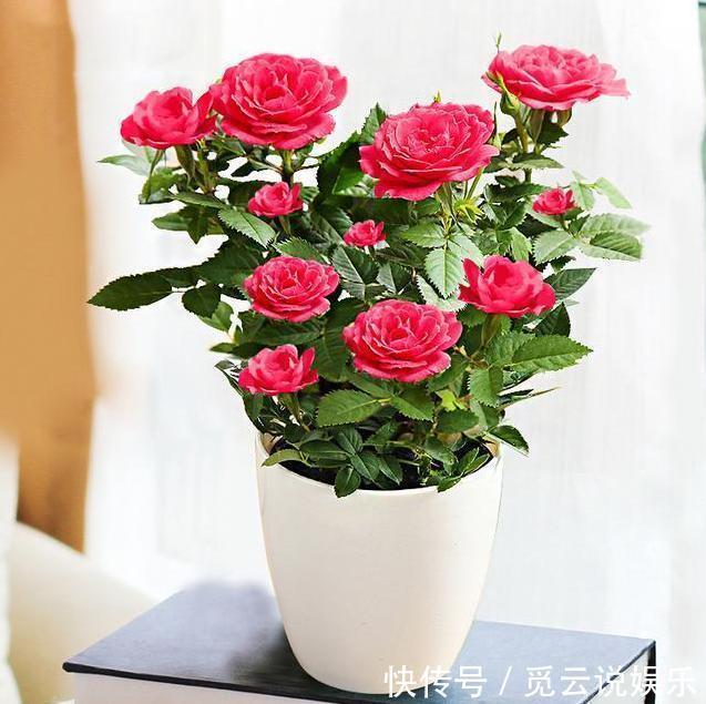 农村|这种花在农村到处都是，却是有钱人最爱养的盆栽，不仅招财还养人