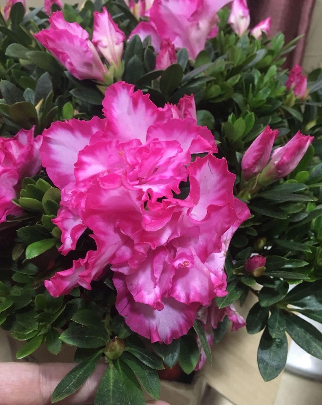 冬天养杜鹃,记住“两点”,春节就开花,花色艳花苞“长满枝”