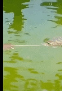 |搞笑GIF图:过年了,先要学会磕头才行,不然没红包啊!