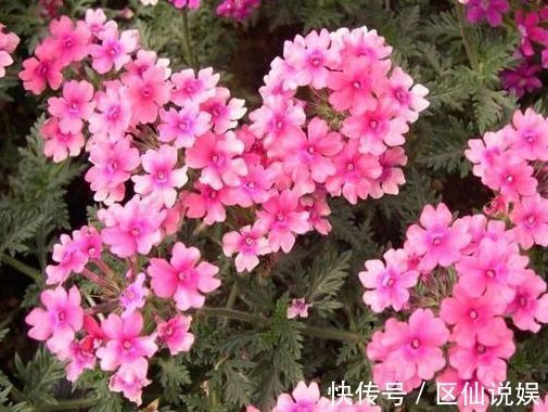 藤本花卉选“夏洛特夫人”，全年开花，花量丰富，阳台变花园