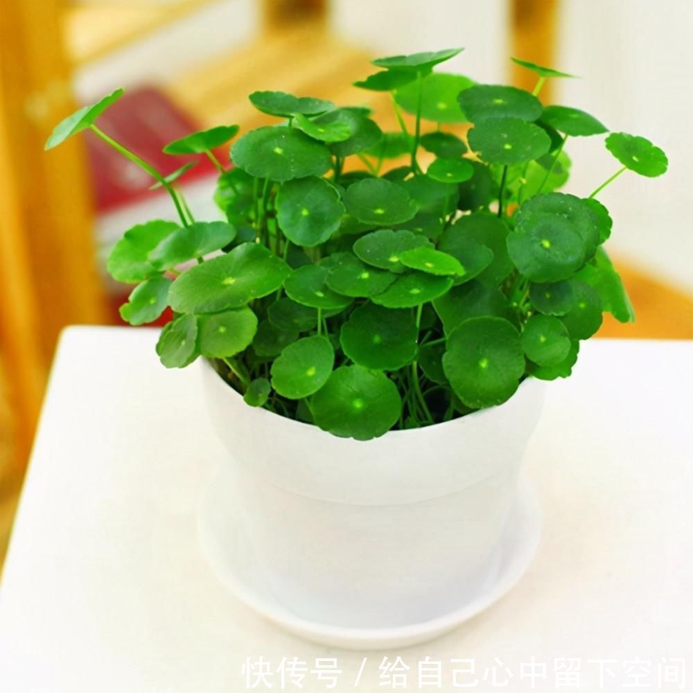 养花|这3种花对环境不挑剔，给土给水就能活，很适合新手养