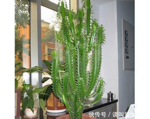 平安树|什么发财树,平安树,不如这2种“老树”好养,大气,富贵又镇宅!