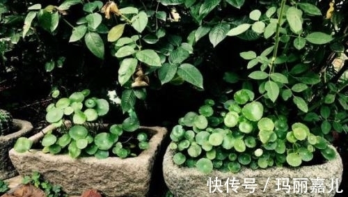 农村不要的老物件,用来养花美极了,造型雅致别有一番风味!