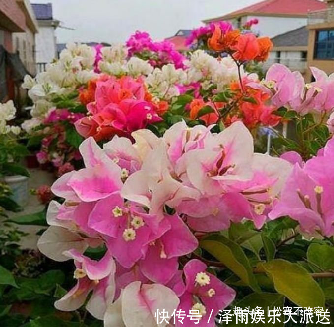 4种花养家里,福旺运旺财更旺,不用费心,就能长的特别好