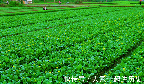 健康|此青菜要少吃，最好不吃，对身体无益，为了健康，快告诉家人朋友