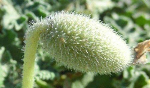 野瓜|在乡下,遇到这种“野瓜”,要离远一点,可不要好奇,沾上一身病