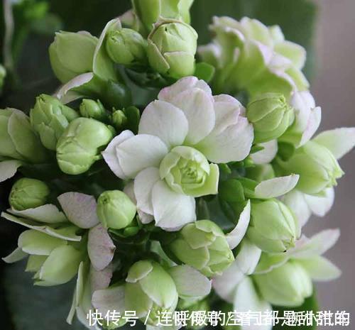 茱蒂|10款高颜值长寿花，好看又好养，你若一盆没养过，那也太可惜了！