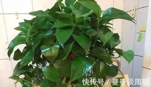 最厉害的养花营养液:给花喝一勺,四季油绿,花开满盆!