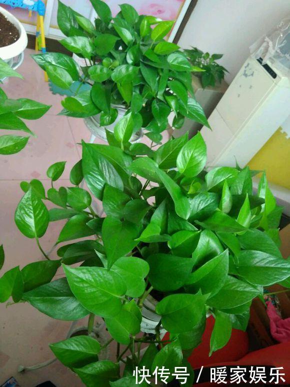 大姨|大姨养绿萝，老喜欢往村里跑，捡了2袋料，绿萝美成绿姑娘