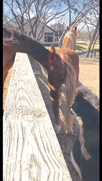 |搞笑GIF图:天下没有一口奶是免费的