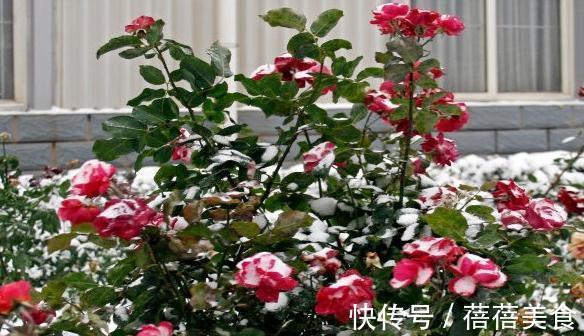初冬月季养护,南北大不同,看看你做对了没