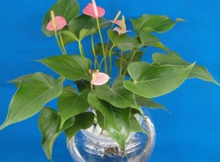 花都是被浇死的,一点不假,学点专业的,让家里的盆栽油光满面