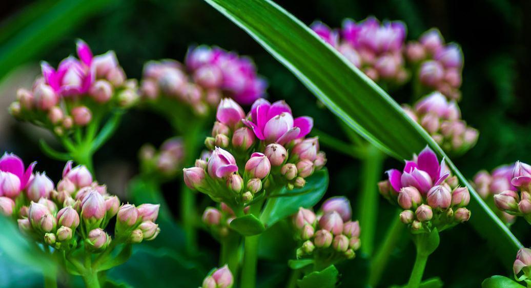 长寿花|养殖长寿花易踩的5个坑，避开养好长寿花无压力