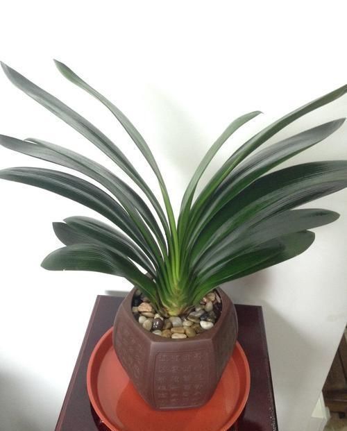 君子兰的浇水是一个技术活,会浇水就会养君子兰