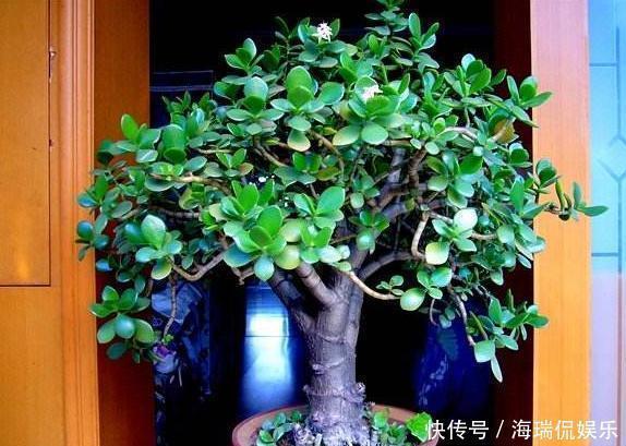 繁殖|玉树想繁殖,2种“小方法”,7天就生根,一棵秒变“几十盆”