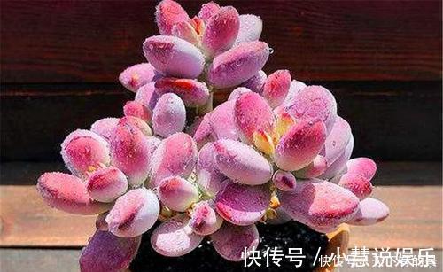 杂交品种|20款高贵梦幻紫色多肉，养一盆“紫气东来”，总有一款是你喜欢的