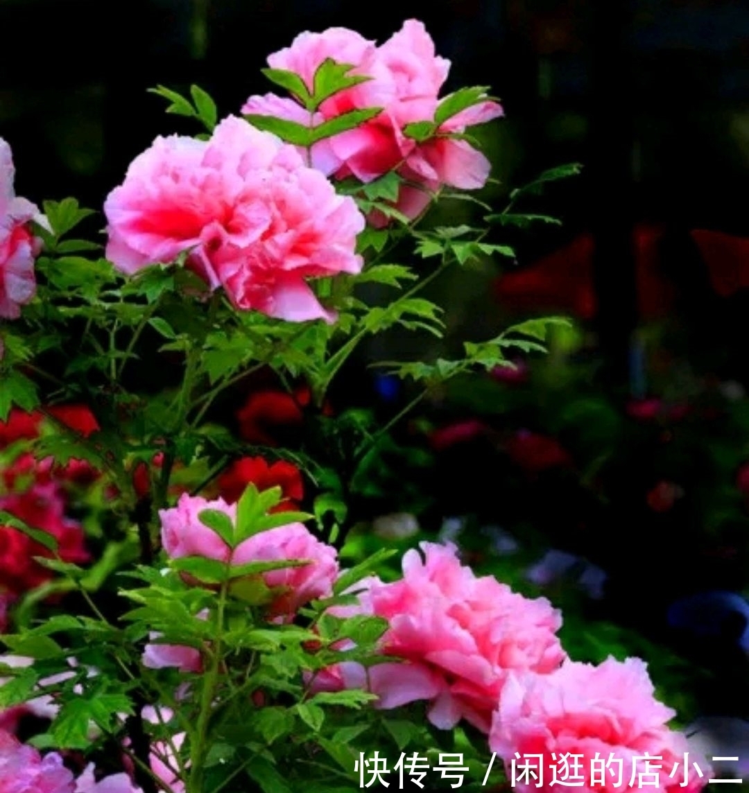 选国花又被提上议程,中国真该选国花了吗?牡丹和梅花为何难抉择