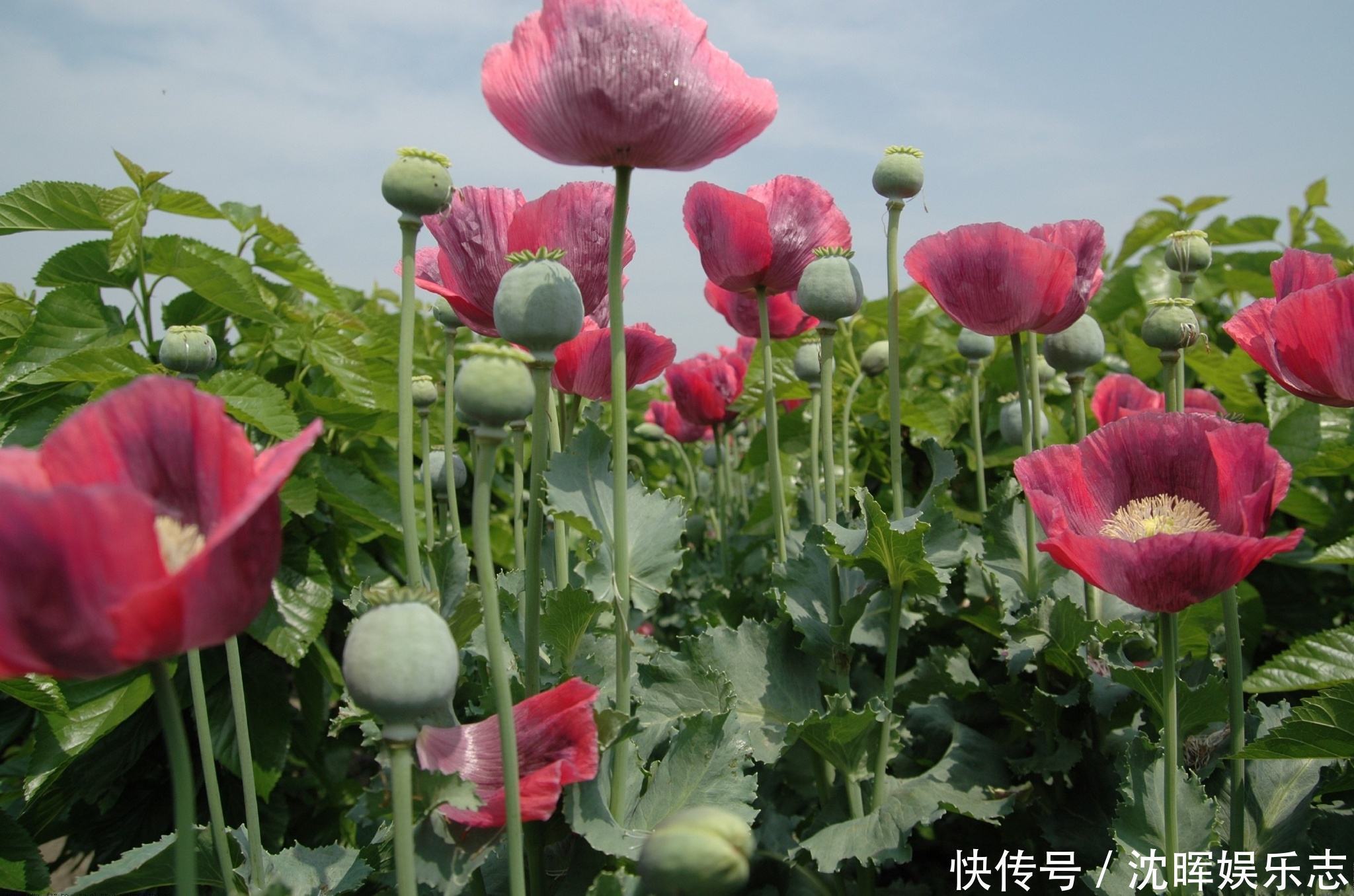 鸦片花|此花是中国禁种植物，被古埃及称为神花，在欧中象征着和平之意