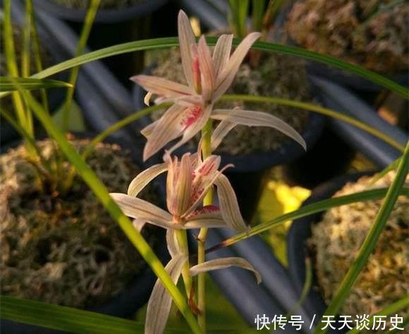 养兰花,牢记一个字,开花够豪气