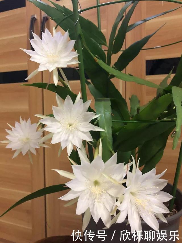 有机肥料|养了3年的昙花,终于开了50朵花,真是有“仙气”