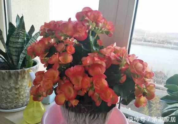 6种花天热会休眠，千万要少浇水，不然3天只剩盆