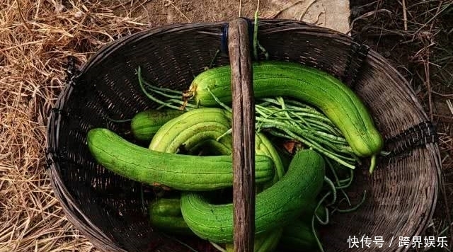 丝瓜全身是药,丝瓜19个鲜为人知的功效都在这里!