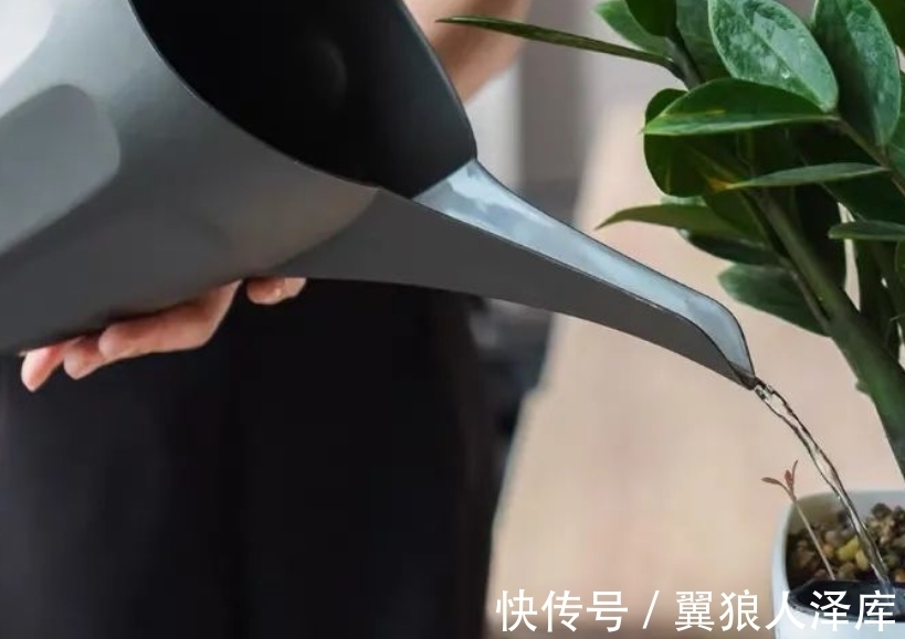 冬季浇花该注意什么?牢记4点不吃亏,不然就等着全空盆吧!