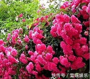 此花称“香水之花”,190天花期, 比牡丹好看,比桂花香