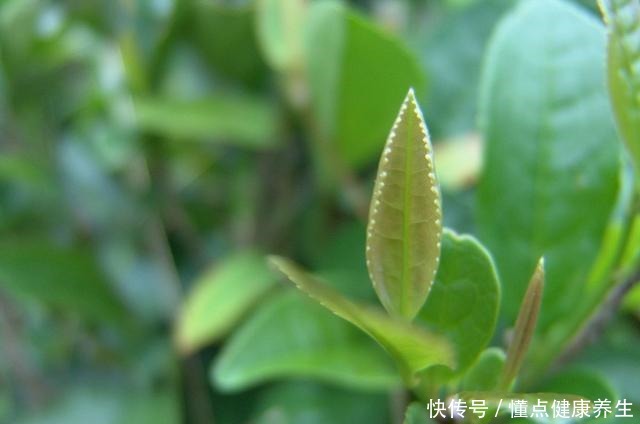 夏天养茶花,掐芽工作做好了,花苞才能“咕噜”冒!