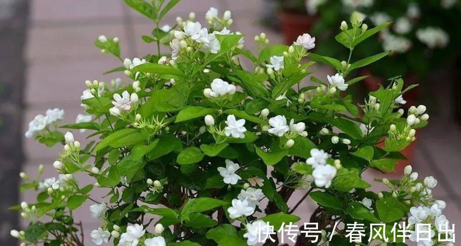 缺铁性黄叶|8月茉莉花长势旺,水肥充足生长进入“快车道”,绽放层叠群花