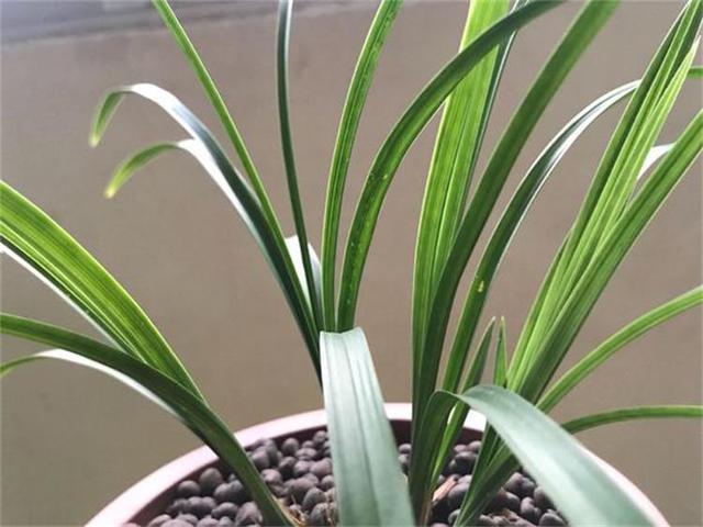 养兰花，3个''窍门''别放过，省时省力，植株还容易旺