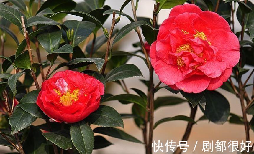 忘了月季吧,此花更好看,皮实又耐寒,香味清新惹人爱