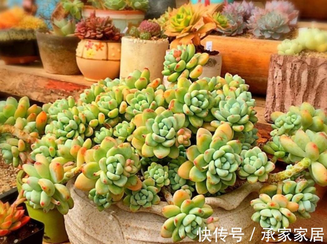 养多肉，秋季生长旺盛期，该怎么补水增肥？用这4样