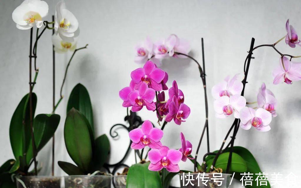 19种常见花“耐寒能力”一览表,天冷要不要“入室”,看看就知道