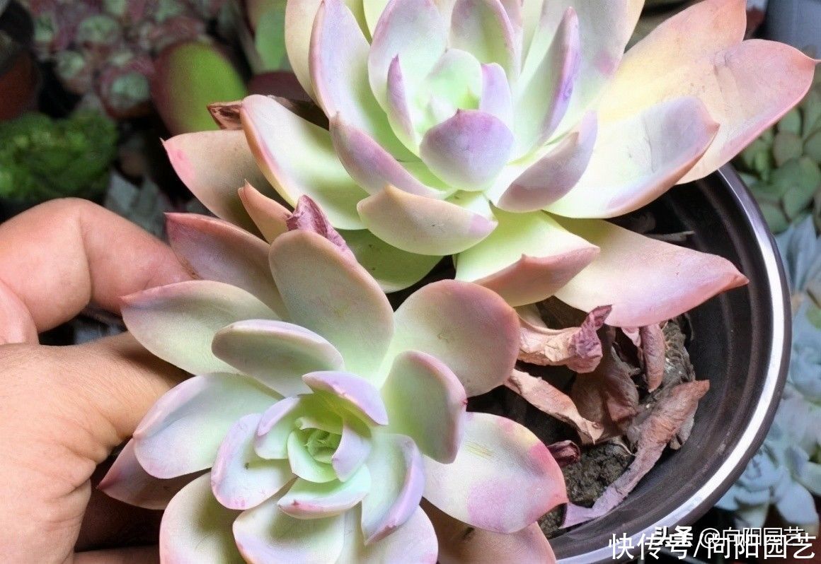多肉好不好养,当然好养,按照“套路养”,很容易养出状态