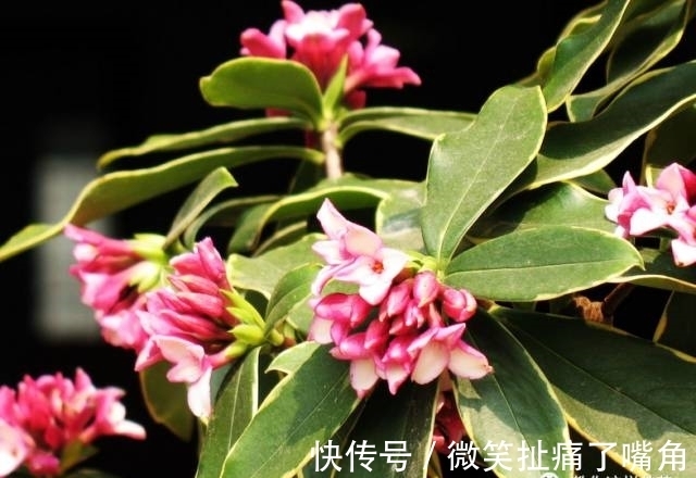 茉莉|阳台就养这些花,花香味浓,久聚不散,香味飘满屋!