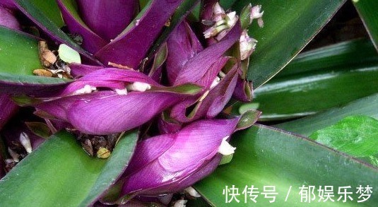 绿萝|价值珍贵的紫背万年青,常被用来做盆栽,其实入药能治肺热咳嗽