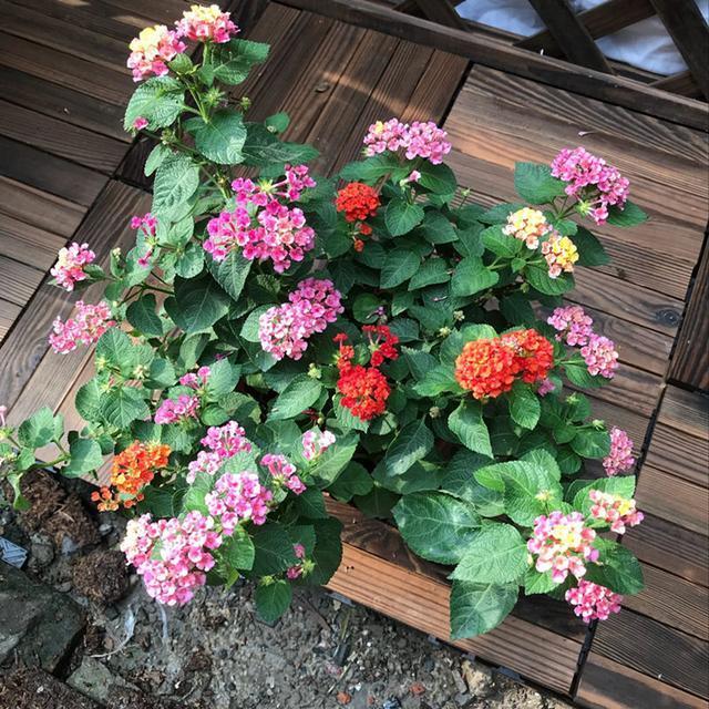 比仙人掌还好养的花卉,一花五色,能耐高温,花期长达300天