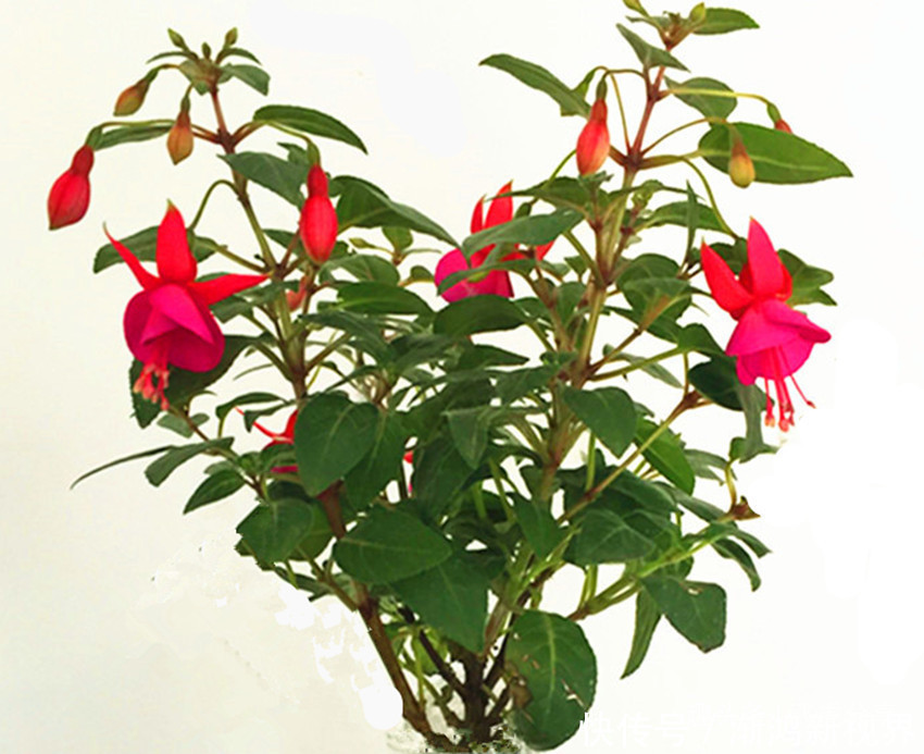 养花|养花你还花钱买肥别买了，盆里埋点它管一年，比营养液好百倍