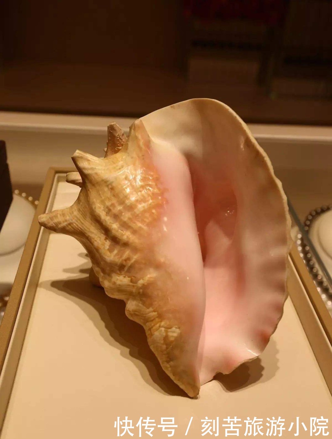 玛丽|加勒比海的馈赠——海螺珠,玛丽王后和女神泰勒都曾为它倾倒