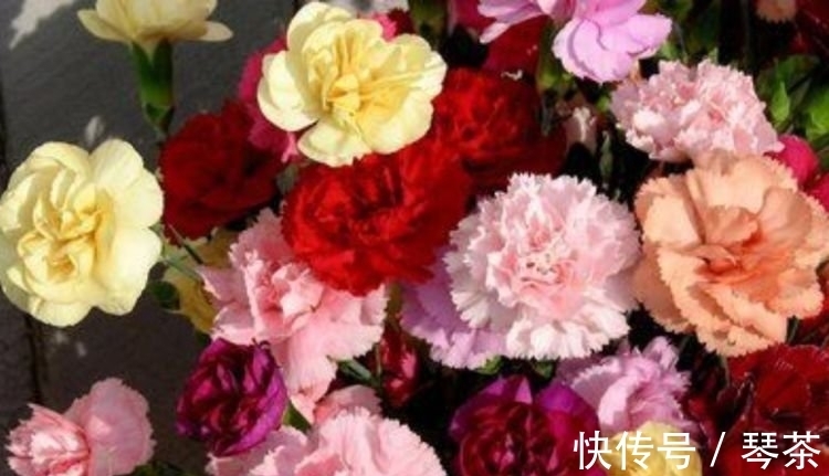 养花就养这几款,花开繁盛花香怡人,花朵粉嫩丰腴,绚丽夺目